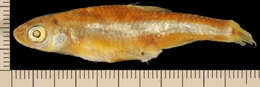 Imagem de Notropis amabilis (Girard 1856)