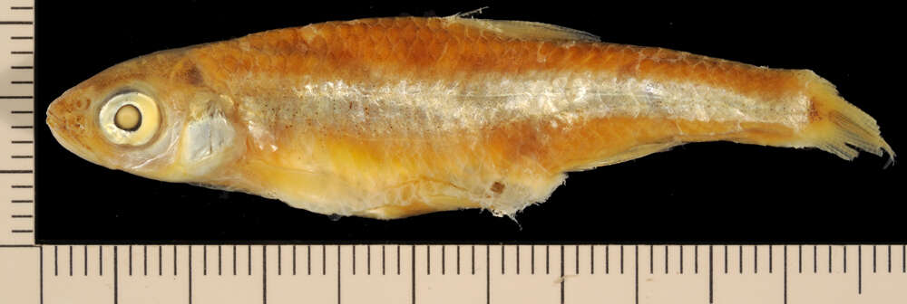 Sivun Notropis amabilis (Girard 1856) kuva