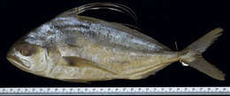 Image of Nematistius