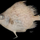 Image of Reticulate Spikefish