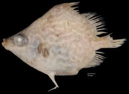 Image of Reticulate Spikefish