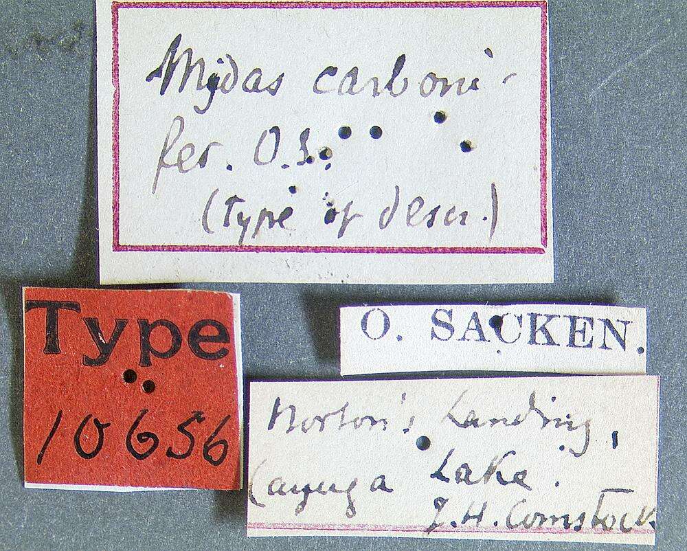 Image of Mydas carbonifer Osten Sacken 1874