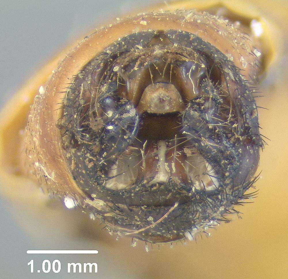 Image of Asiloidea
