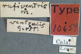 Imagem de Mydas ventralis Gerstaecker 1868