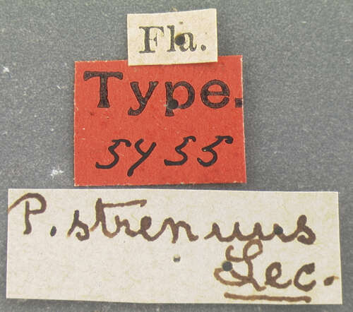 Plancia ëd Pasimachus (Pasimachus) strenuus Le Conte 1874