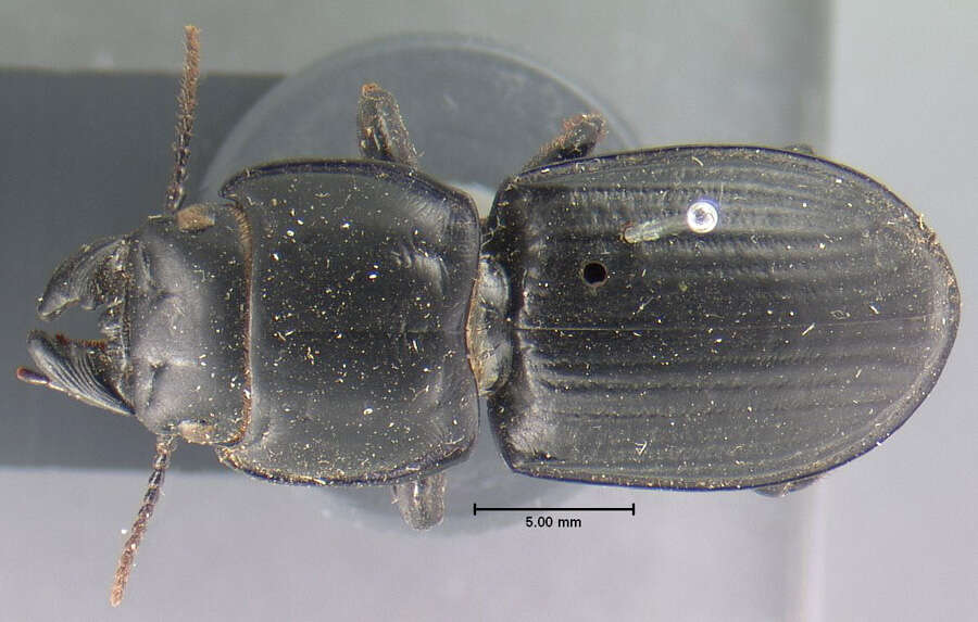 Image of Pasimachus (Pasimachus) sublaevis (Palisot de Beauvois 1811)