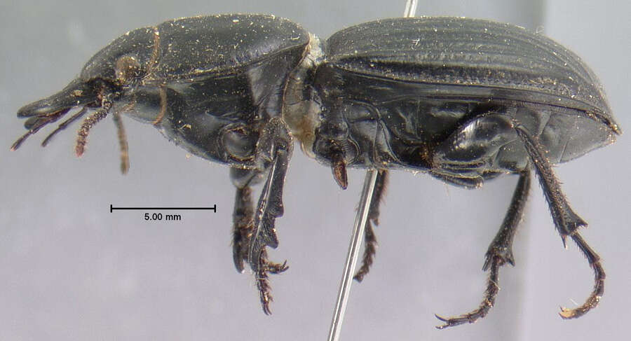 Image of Pasimachus (Pasimachus) sublaevis (Palisot de Beauvois 1811)