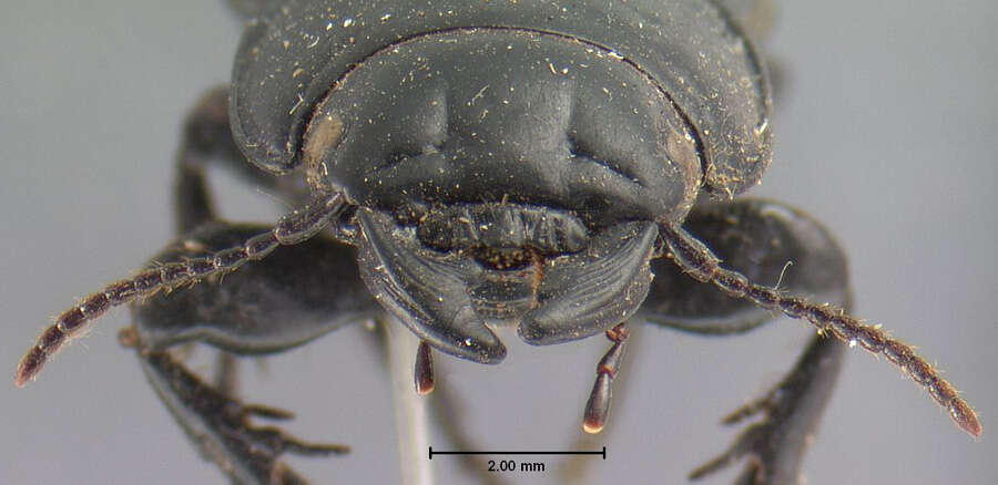 Image of Pasimachus (Pasimachus) sublaevis (Palisot de Beauvois 1811)