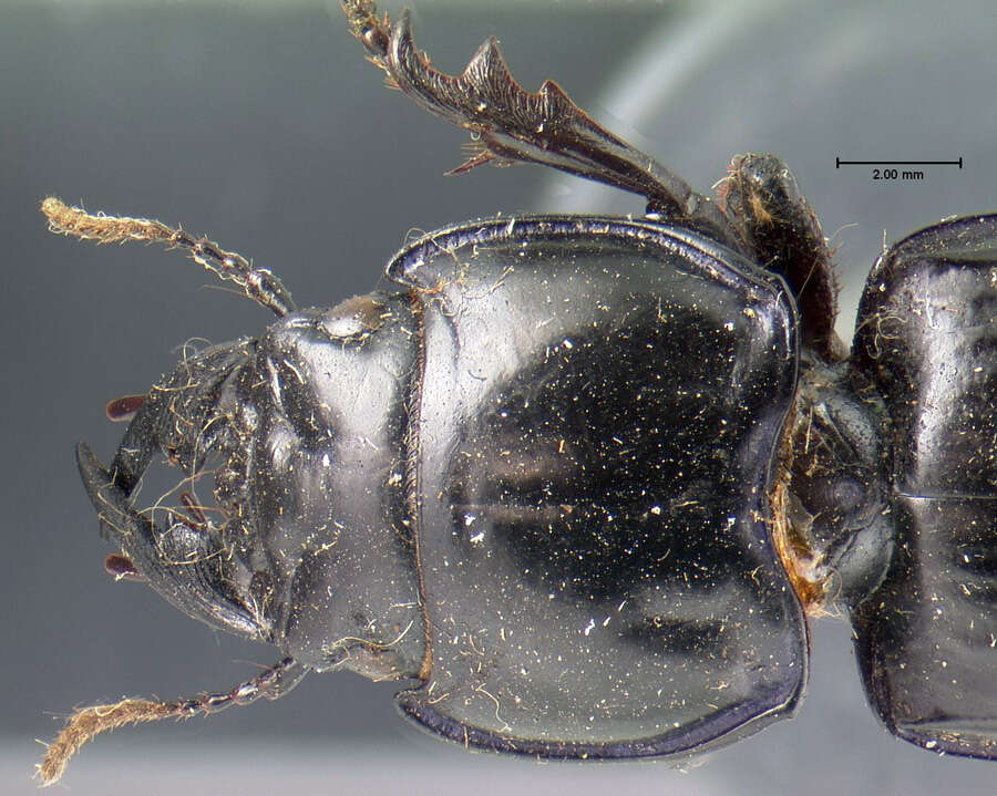 Image of Pasimachus (Pasimachus) sublaevis (Palisot de Beauvois 1811)