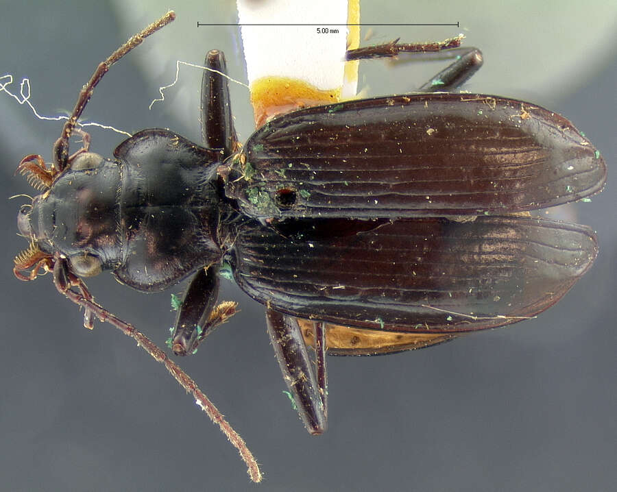 Image of Nebria