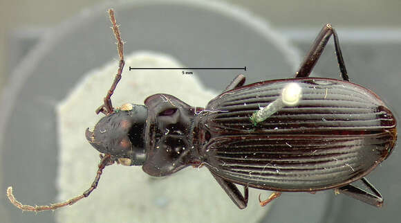 Nebria (Catonebria) ingens G. Horn 1870的圖片