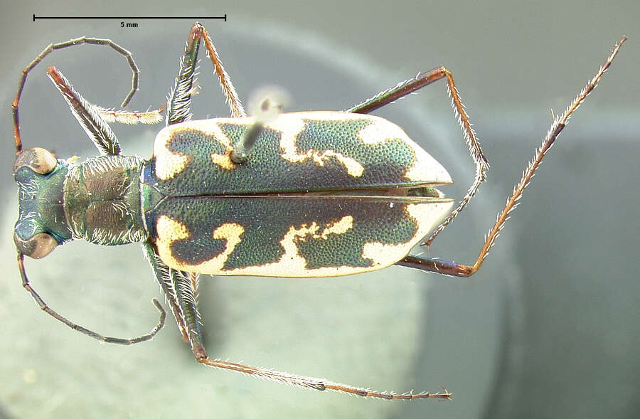 Image of Puritan Tiger Beetle