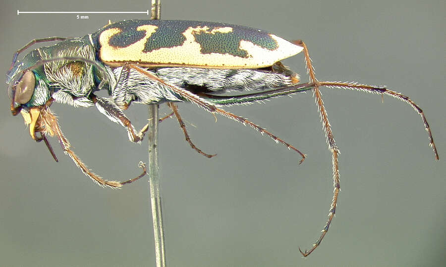 Sivun Ellipsoptera puritana (G. Horn 1871) kuva