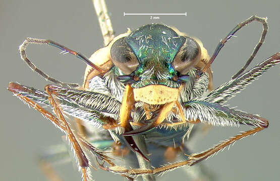 Sivun Ellipsoptera puritana (G. Horn 1871) kuva