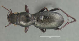 Image of Omus submetallicus G. Horn 1869