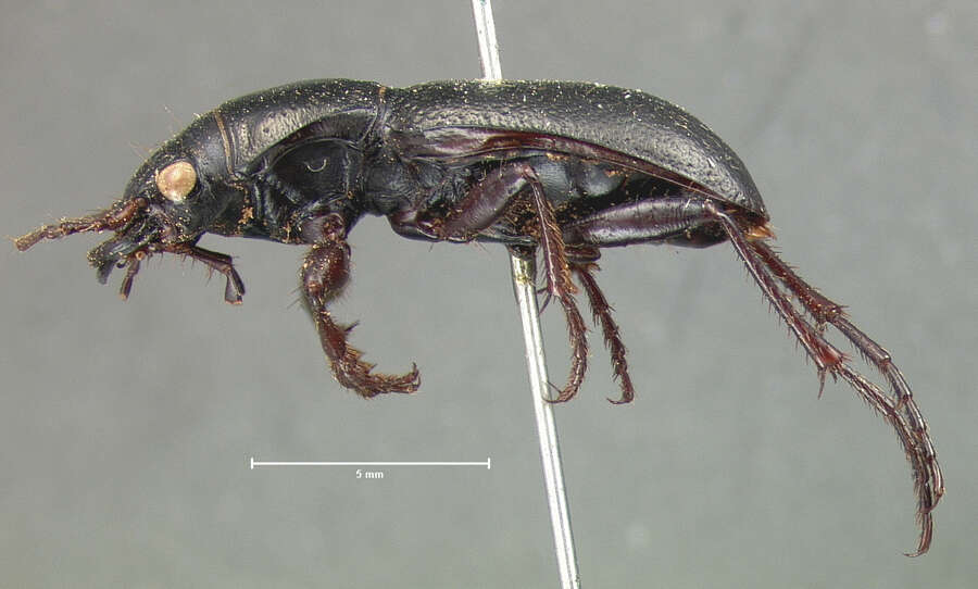 Image of Omus submetallicus G. Horn 1869