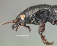 Image of Omus submetallicus G. Horn 1869