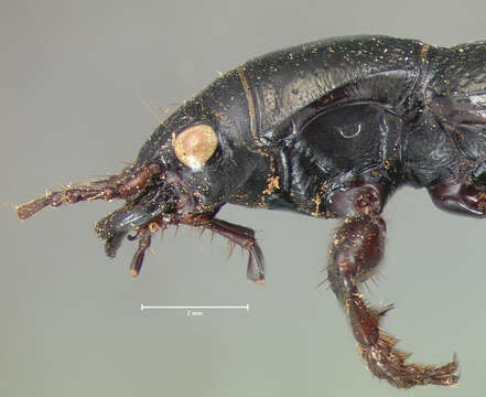 Image of Omus submetallicus G. Horn 1869