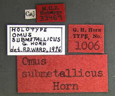 Image of Omus submetallicus G. Horn 1869