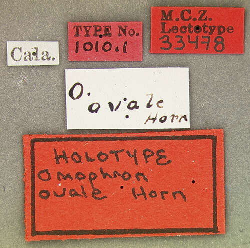 Image of Omophron (Omophron) ovale G. Horn 1870