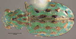 Image of Delta Green Ground Beetle