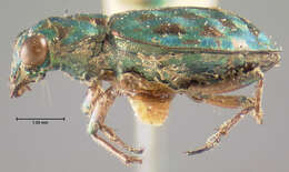 Image of Delta Green Ground Beetle