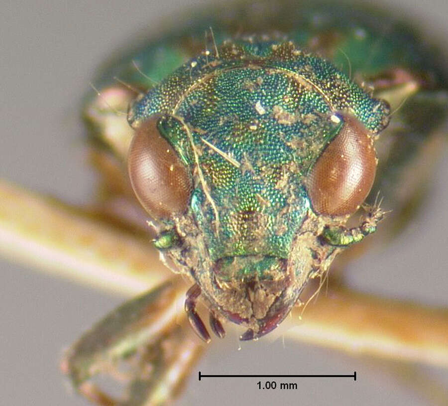 Image of Delta Green Ground Beetle