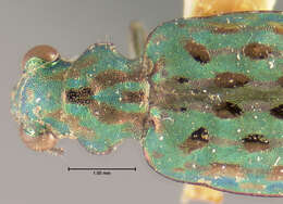 Image of Delta Green Ground Beetle