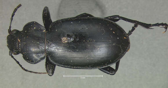 Imagem de Calosoma (Blaptosoma) haydeni G. Horn 1870