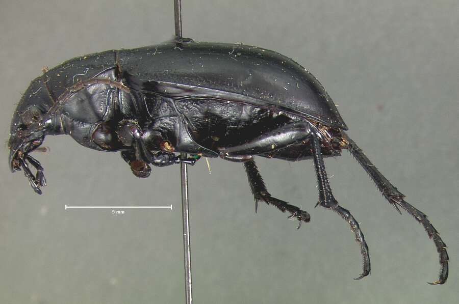 Imagem de Calosoma (Blaptosoma) haydeni G. Horn 1870