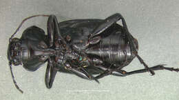 Imagem de Calosoma (Blaptosoma) haydeni G. Horn 1870