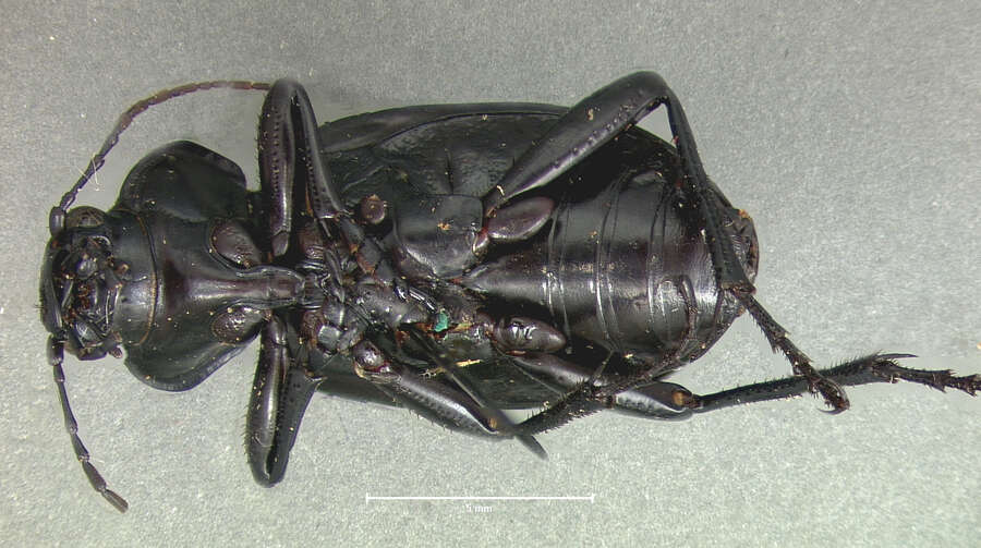 صورة Calosoma (Blaptosoma) haydeni G. Horn 1870