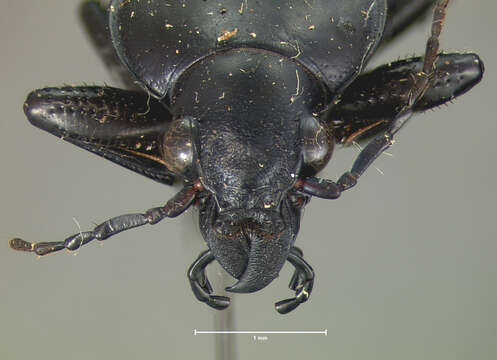 Imagem de Calosoma (Blaptosoma) haydeni G. Horn 1870