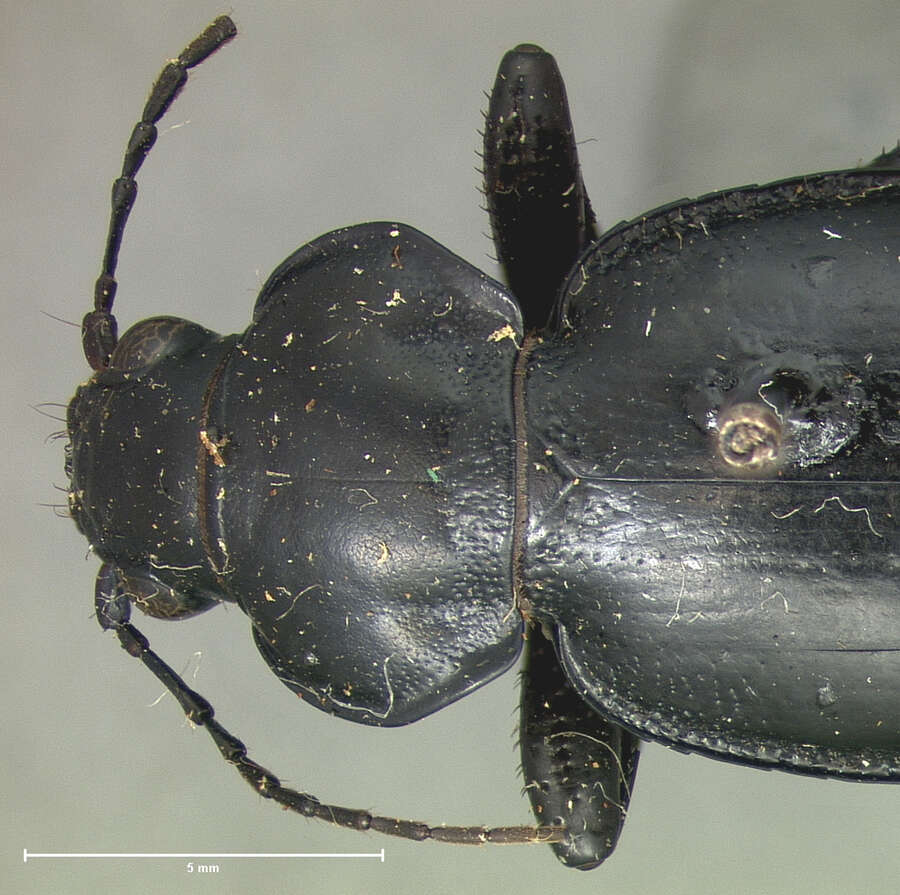 Imagem de Calosoma (Blaptosoma) haydeni G. Horn 1870