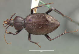 صورة Scaphinotus (Pseudonomaretus) merkelii (G. Horn 1890)