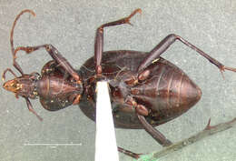 صورة Scaphinotus (Pseudonomaretus) merkelii (G. Horn 1890)