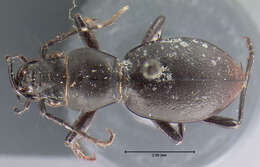 Image of Omus californicus californicus Eschscholtz 1829