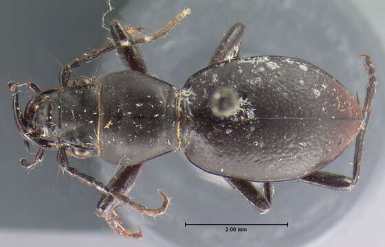 Image of Omus californicus californicus Eschscholtz 1829