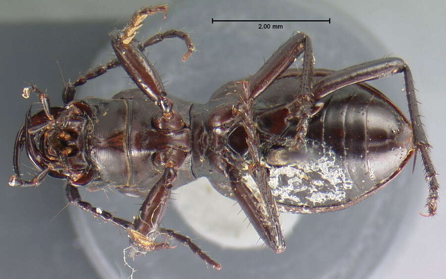 Image of Omus californicus californicus Eschscholtz 1829