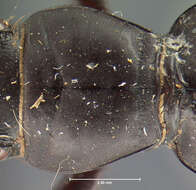 Image of Omus californicus californicus Eschscholtz 1829