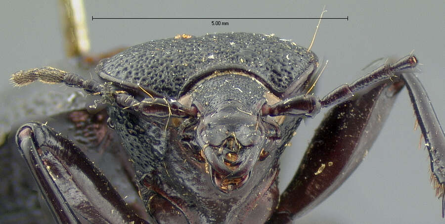 Image of Cychrus hemphillii G. Horn 1879