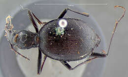 صورة Scaphinotus (Brennus) crenatus (Motschulsky 1859)