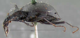 صورة Scaphinotus (Brennus) crenatus (Motschulsky 1859)