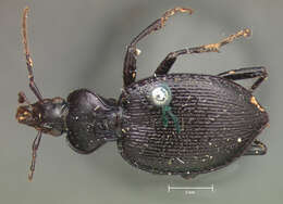 صورة Scaphinotus (Brennus) cordatus (Le Conte 1853)