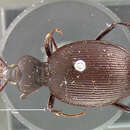 Sivun Scaphinotus (Pseudonomaretus) regularis (Le Conte 1884) kuva