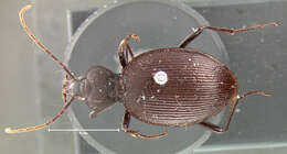 صورة Scaphinotus (Pseudonomaretus) regularis (Le Conte 1884)