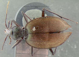 صورة Scaphinotus (Steniridia) guyotii (Le Conte 1863)