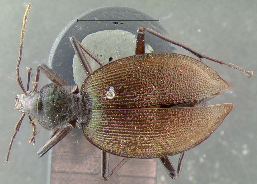 صورة Scaphinotus (Steniridia) guyotii (Le Conte 1863)