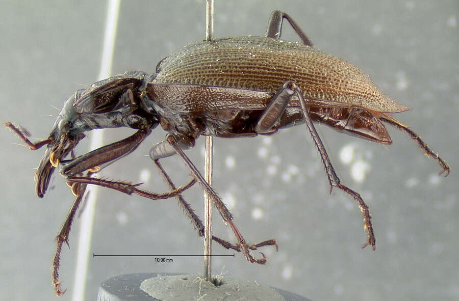 صورة Scaphinotus (Steniridia) guyotii (Le Conte 1863)