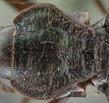 صورة Scaphinotus (Steniridia) guyotii (Le Conte 1863)